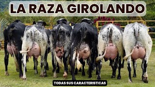 Raza de ganado Girolando y sus características [upl. by Hgieloj]