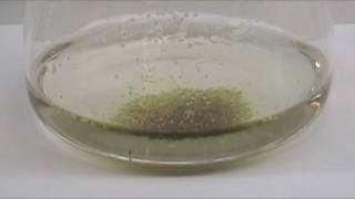 Dehydrating Sugar with Sulfuric Acid  1 [upl. by Noivax]