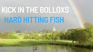 Kick In The Bolloxs Hard Hitting Fish [upl. by Masuh]