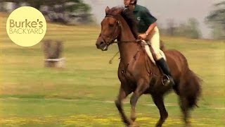 Burkes Backyard Irish Draught Horse Road Test [upl. by Giraud891]