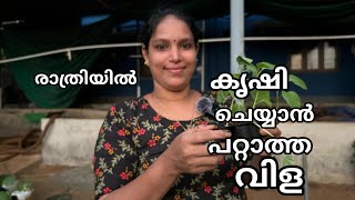 സന്ധ്യാ നേരത്തെ കൃഷി ചെയ്യാൻ പറ്റാത്ത വിള family vlog [upl. by Ahsier]