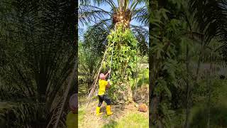 Plantation work FGV Company Malaysia 🇲🇾🇲🇾 🇮🇳🇮🇳🇮🇳🇮🇳 [upl. by Jos]