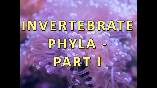 Invertebrate Phyla  Part I [upl. by Boothe234]