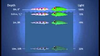 Fishing Lure Color Selection Part 1 How Colors Look Underwater [upl. by Bills767]