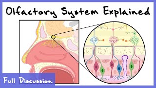 Olfactory System Explained Combinatorial Processing Transduction Cortex  Full Discussion [upl. by Ahsenor]