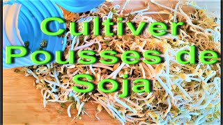 Cultiver pousses de soja avec une bouteille de lait vide Sprout beans made at home [upl. by Attayek180]