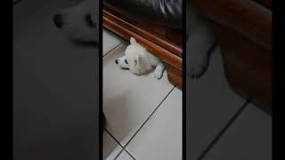 只有 多多 能躲的椅子下｜Only Duoduo can hide under the chair Duoduo dog shorts [upl. by Yeaton355]