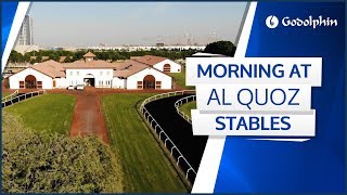 Another glorious morning at Godolphins Al Quoz Stables in Dubai [upl. by Branca992]