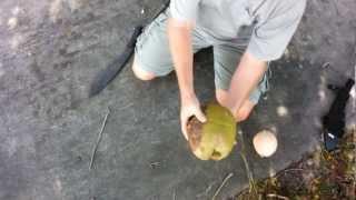 Removing the Husk from a Coconut [upl. by Nylcoj]