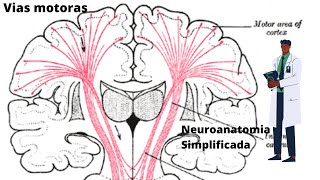 Vias Motoras  Corticoespinal e Corticonuclear  Neuroanatomia Simplificada [upl. by Ashlie591]