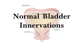 Normal Bladder Innervation  Physiology  Basics [upl. by Ecirtaeb]