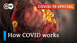 How does coronavirus attack your body  COVID19 Special [upl. by Sum]