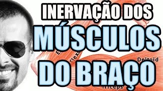 Vídeo Aula 109  Anatomia Humana  Sistema Muscular Inervaçao dos Músculos do Braço [upl. by Patrizius]