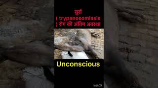 Trypanosomiasis l dr Umar khan [upl. by Kcirdes12]