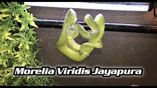 Morelia viridis Jayapura [upl. by Rockefeller]