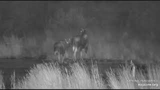 Moose and calf pass through KRV Oct 12 2024 exploreorg [upl. by Adnawot676]