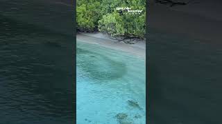 Blacktip Reef Sharks hunting in the shallow water at Baa Atoll Maldives [upl. by Ishmul]