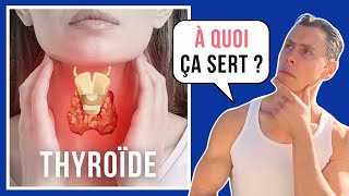 Tout savoir sur la thyroïde  système endocrinien 02 [upl. by Onailimixam]