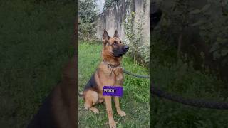 German Shepherd 238 PSI Vs Pitbull 250 PSI Bite 💥 pitbull germanshepherd fight doglover shorts [upl. by Llyrehc]