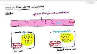 1410 How our cells process glucose Cambridge AS A Level Biology 9700 [upl. by Hanej]