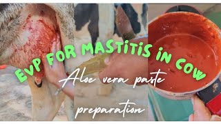 Ethno Veterinary preparation for Mastitis in Cow  Treatment of Mastitis in Cow using Home remedies [upl. by Tabb]