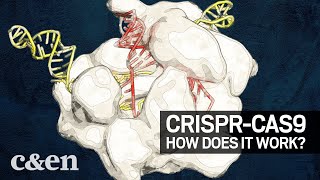 The 2020 Nobel Prize in Chemistry How CRISPRCas9 works [upl. by Prudence]