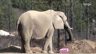 The Elephant Sanctuary  African Elephants Enjoy Valentines Day Treats [upl. by Ot]