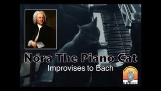 Nora The Piano Cat Improvises To Bach [upl. by Hetty963]