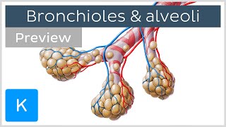 Bronchioles and alveoli Structure and functions preview  Human Anatomy  Kenhub [upl. by Nemaj139]