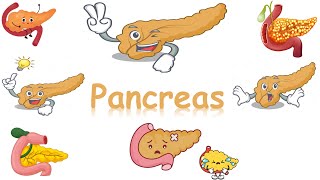 histology of pancreas islets of langerhans [upl. by Zorah]