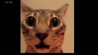 shocked cat 🙀 catmemefunny [upl. by Diley160]