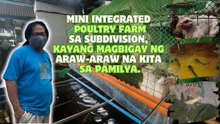 Mini Integrated Poultry Farm sa Subdivision Kayang Magbigay ng ArawAraw na Kita sa Pamilya [upl. by Dahsraf]