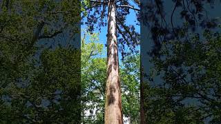 Sequoiadendron Giganteum  Giant Sequoia  Séquoia Géant 🌲 [upl. by Annoynek]