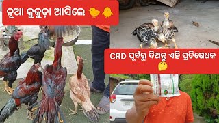 CRD ପୂର୍ବରୁ ଦିଅନ୍ତୁ ଏହି ପ୍ରତିଷେଧକ 🤔🐓🐥 ପୁଣି ଆସିଲେ ନୂଆ chicks youtube viral village poultry [upl. by Ezarras]