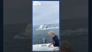 Breaching whale crashed into a boat Tuesday in Portsmouth Harbor capsizing it [upl. by Sivra]