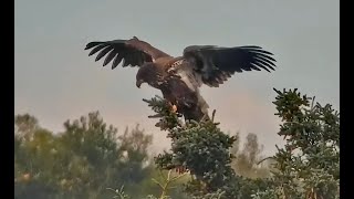 12 Sep 2024 Juv eagle perched top of tree exploreorg [upl. by Cattima]