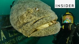 Meet the Goliath Grouper Fish [upl. by Eaves]