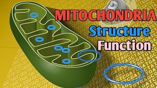 mitochondriachondriosomeoxysome [upl. by Jacquie]