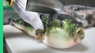 Eating Japans POISONOUS PufferFish ALMOST DIED Ambulance [upl. by Skolnik]