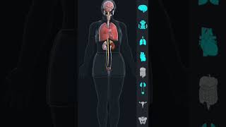 The Anatomy And Physiology Of The Female Body ll 3d animation of human body [upl. by Ettelohcin]