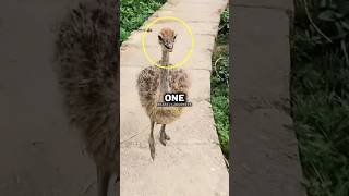 Adorable Ostrich Learns to Dance [upl. by Vite]