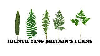 IDENTIFYING BRITAINS FERNS  basics and dips into the difficult [upl. by Dorella]