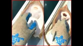 VIRAL VIDEO Tickling a Stingray [upl. by Buckie]