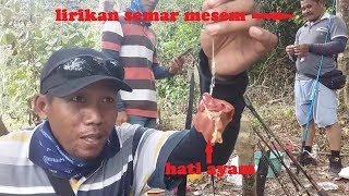 Umpannya besar pakai hati ayam [upl. by Wilser508]