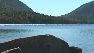 Five Wabanaki tribes will be allowed to collect sweetgrass at Acadia National Park [upl. by Yeoz402]