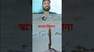 Jodi thake Naseeb Apne Apne asibe funny duet comedy catvideos facts food [upl. by Eisnyl]