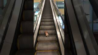 Furret walk on an escalator but irl [upl. by Beverie]