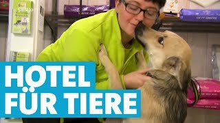 Im Tierhotel werden Hund und Katze verwöhnt [upl. by Eerac854]