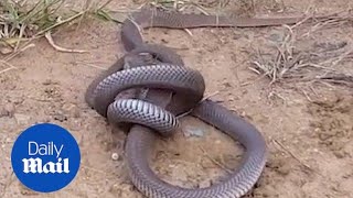 Two venomous Cobras are fighting to the death [upl. by Akeemat]