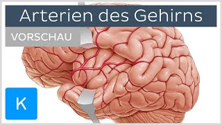 Arterien des Gehirns Äste und Versorgungsgebiete Vorschau  Kenhub [upl. by Kelsey260]